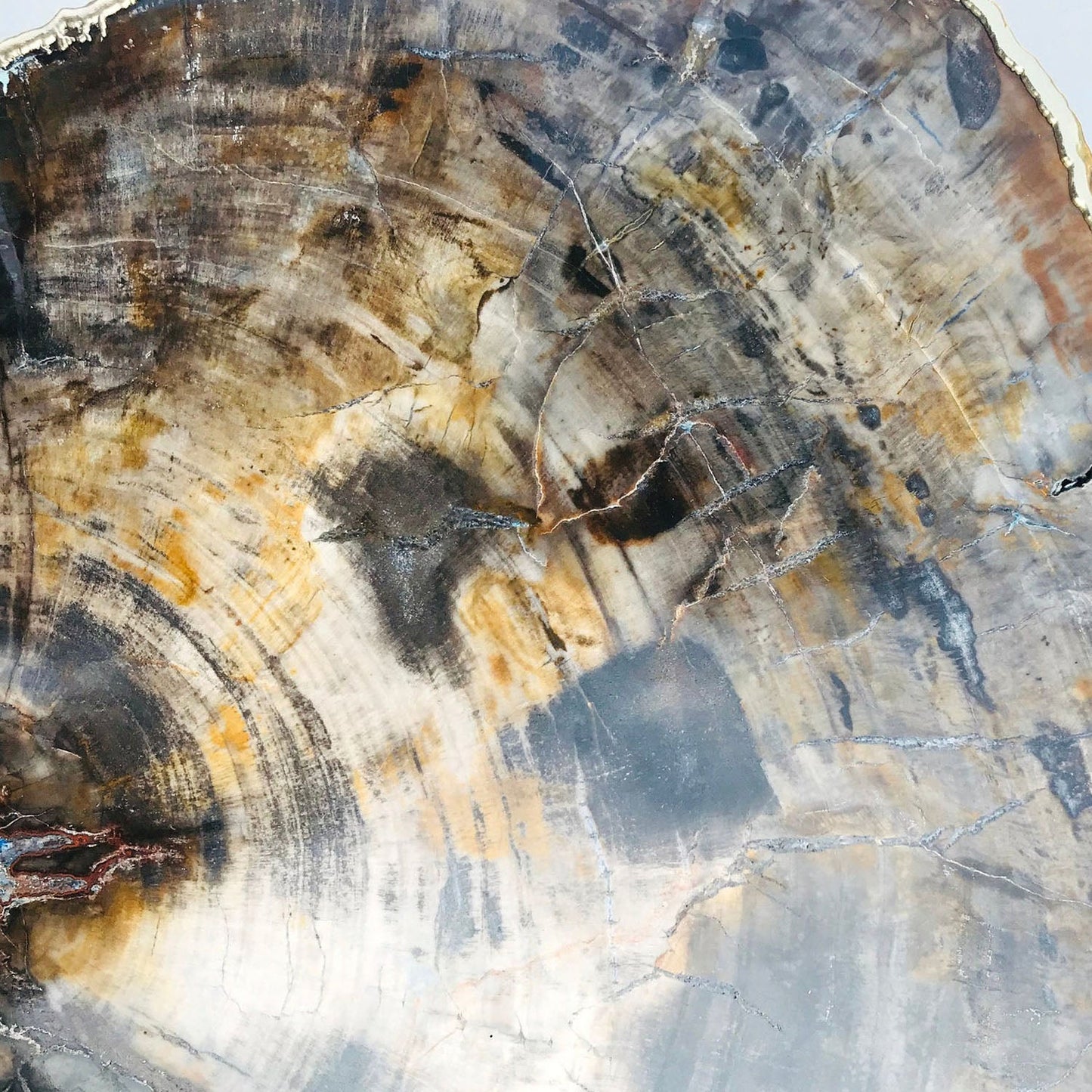 Petrified Wood Agate/Single Piece/Crystal/Gemstone/Quartz Organic Edge Side/Coffee/Table-3