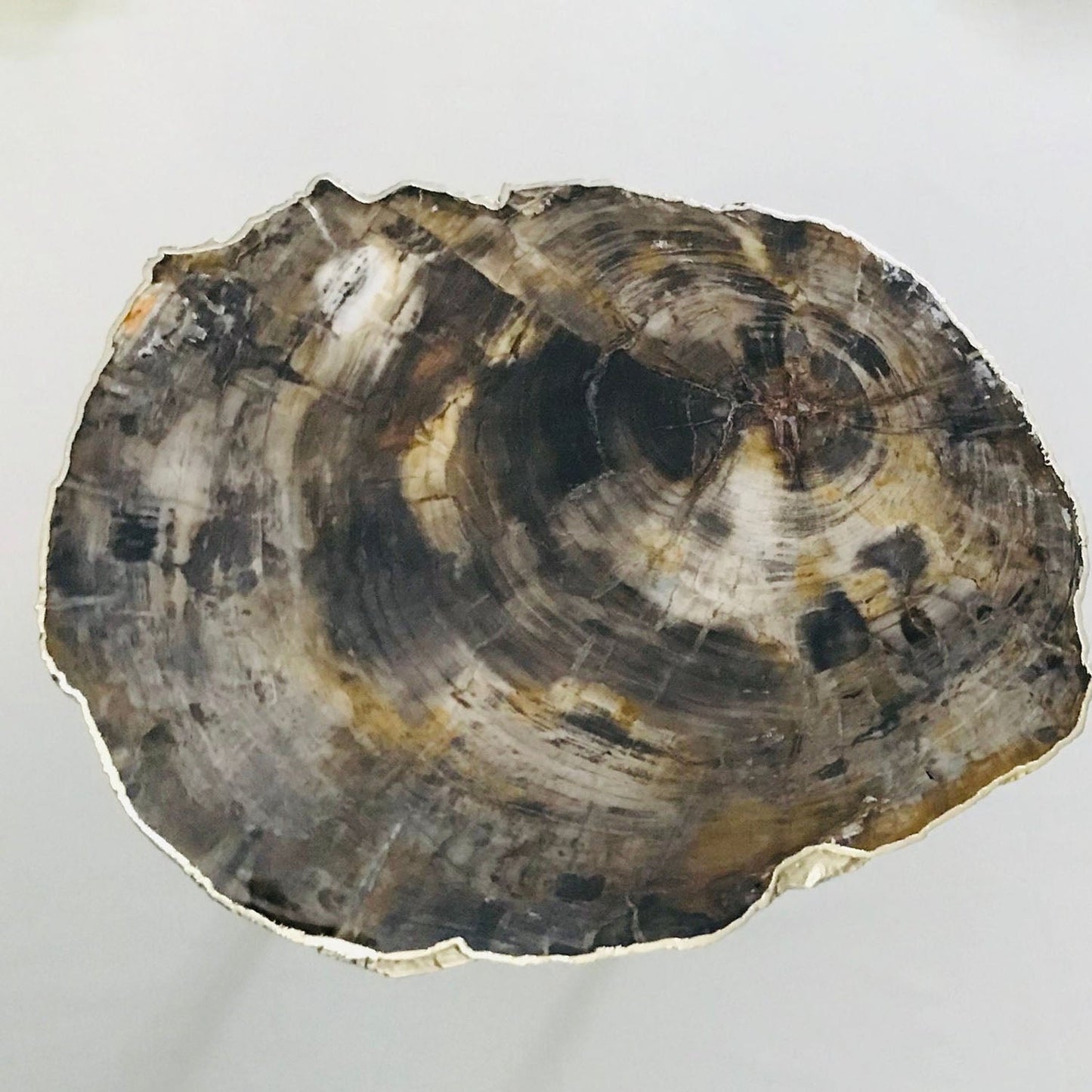 Petrified Wood Agate/Single Piece/Crystal/Gemstone/Quartz Organic Edge Side/Coffee/Table-1