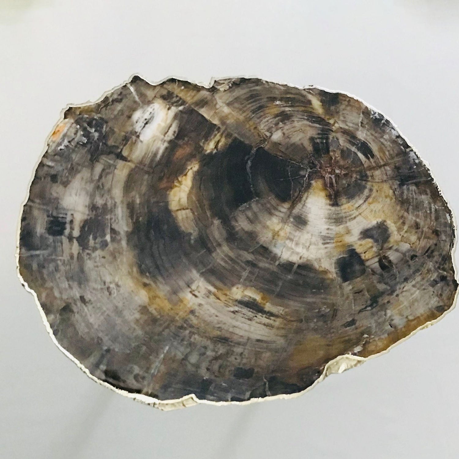 Petrified Wood Agate/Single Piece/Crystal/Gemstone/Quartz Organic Edge Side/Coffee/Table-1